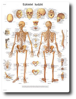 szkielet